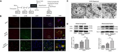 Rapamycin Enhances Mitophagy and Attenuates Apoptosis After Spinal Ischemia-Reperfusion Injury